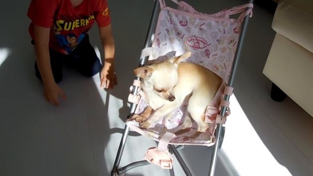 Катаем Пилотика и Маку в слинге и в коляске / Чихуахуа в слинге смотреть онлайн