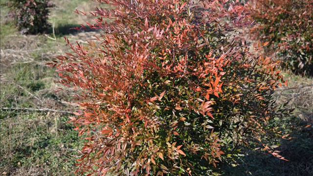 Plant Reporting    Heavenly Bamboo   Deer Resitant Shrubs