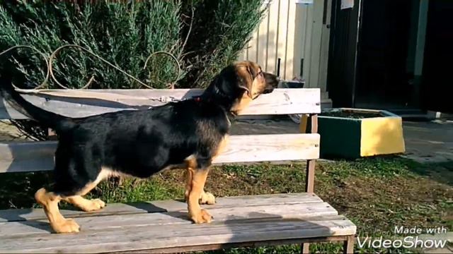 Адель, 06.10.18. -4 мес-Кожуховский приют смотреть онлайн