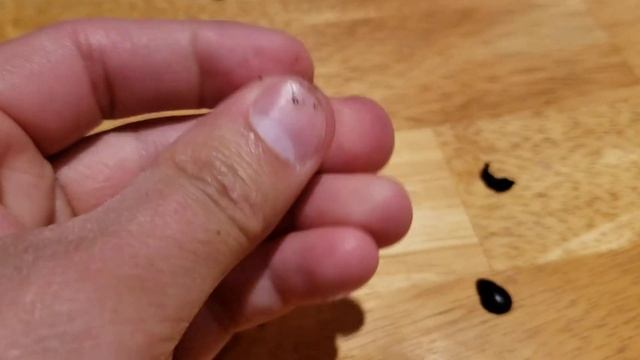 Growing Fresh Sabal Palmetto Seeds