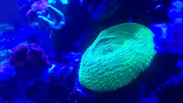 Scolymia Cubensis feeding (Timelapse) смотреть онлайн