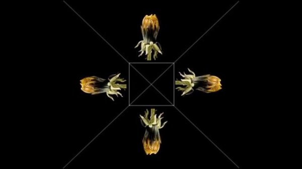 Видео для 3Д пирамиды Голограмма для телефона