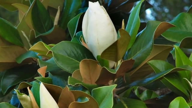 Beth Hart & Joe Bonamassa - Strange Fruit смотреть онлайн