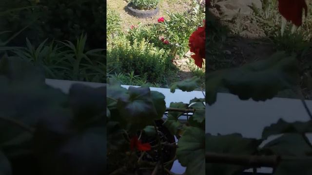 ГЕРАНЬ ЦВЕТЁТ смотреть онлайн