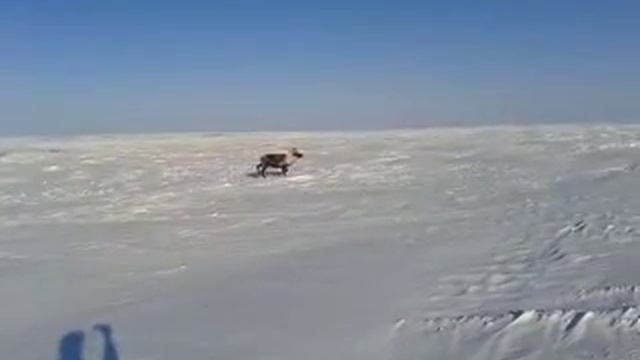 ОЛЕНЬ ЗАПОЛЯРЬЯ