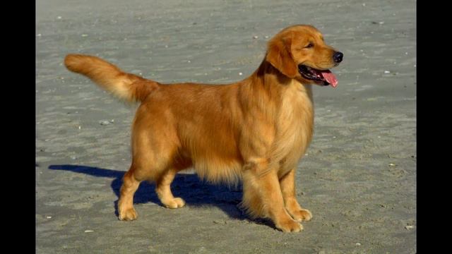 Золотистый ретривер