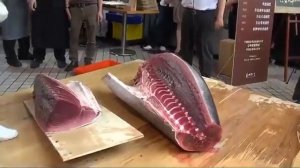 как разделывают тунца весом 300 кг.