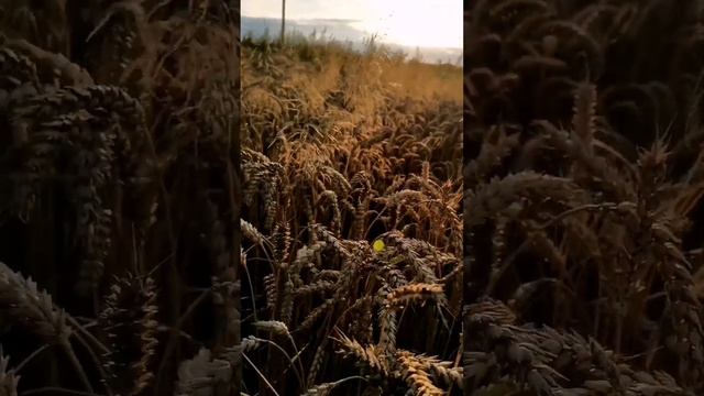 Летний вечер #летний_вечер смотреть онлайн