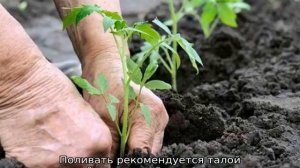 Томат Вишенка черная