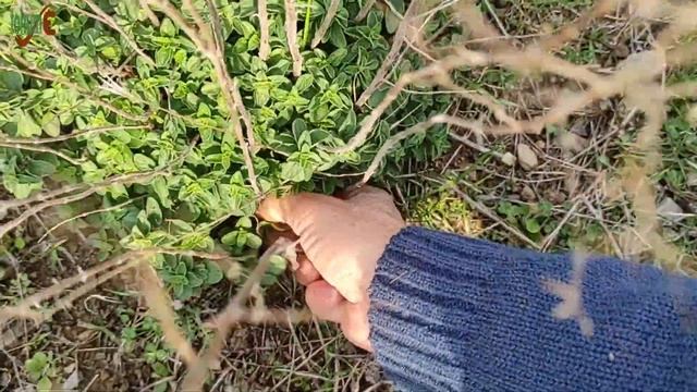MERCANKÖŞK OTU (Origanum Majorana) / Nasıl Çoğaltılır / Aromatik ve Şifalı Bitkiler смотреть онлайн