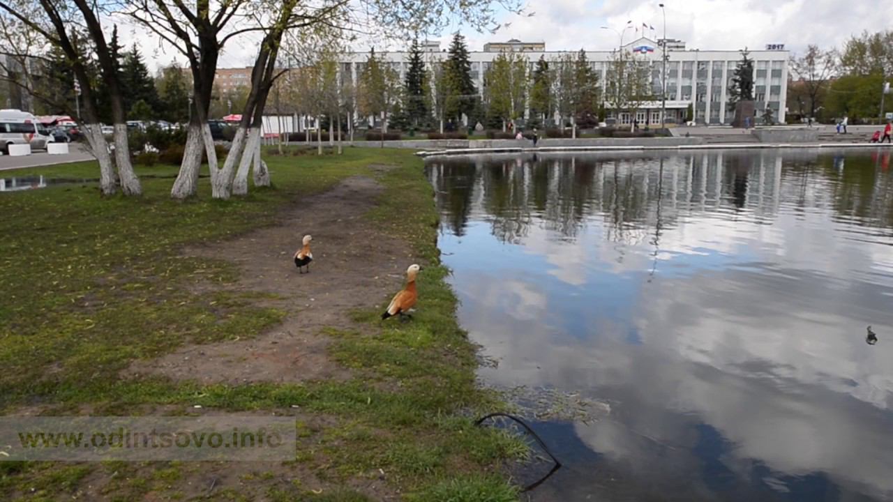 Огарь, или красная утка на центральном пруду в Одинцово смотреть онлайн