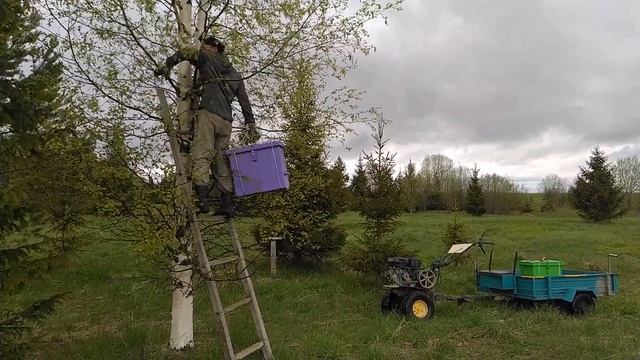Ловля диких пчел в роеловки . Еду расставлять роеловки . Пасека на диких пчелах .