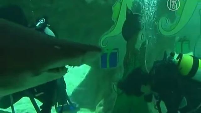 Дайверы украшали аквариум в обществе акул (новости) смотреть онлайн