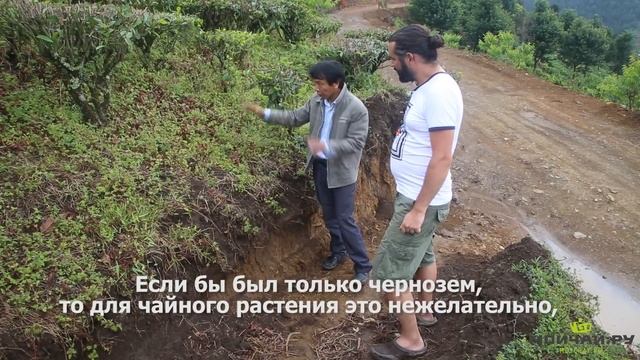 Чайные фермеры на горе Уляншань, Часть Первая. Китай, Юньнань. смотреть онлайн