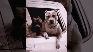 Американский булли