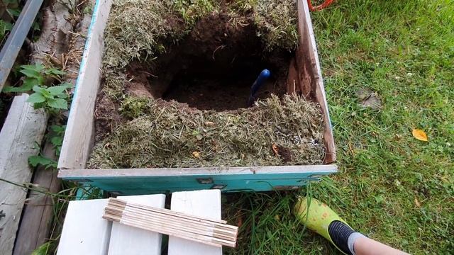 Посадка винограда в июле. Распаковка саженцев винограда смотреть онлайн