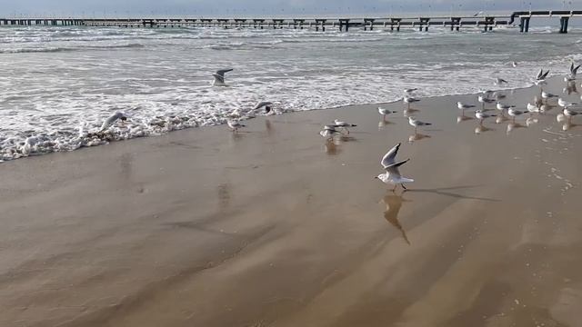 Стая чаек на море 1 февраля seagull смотреть онлайн