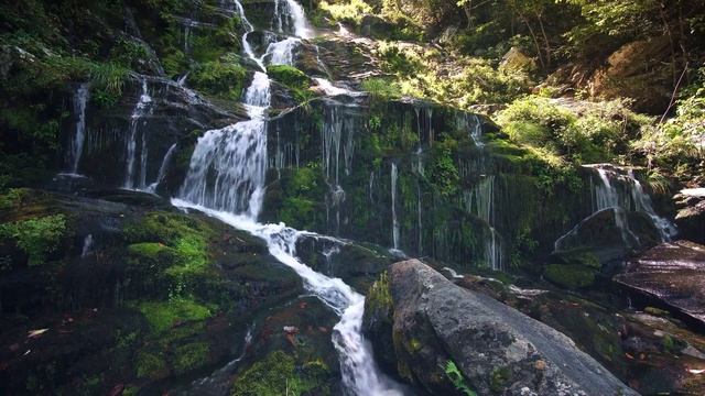 Relaxing Ambient Music With Sounds Of The Forest