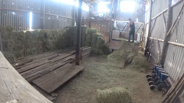 Сено зеленое в рулонах 25 кг. с. Кулунда