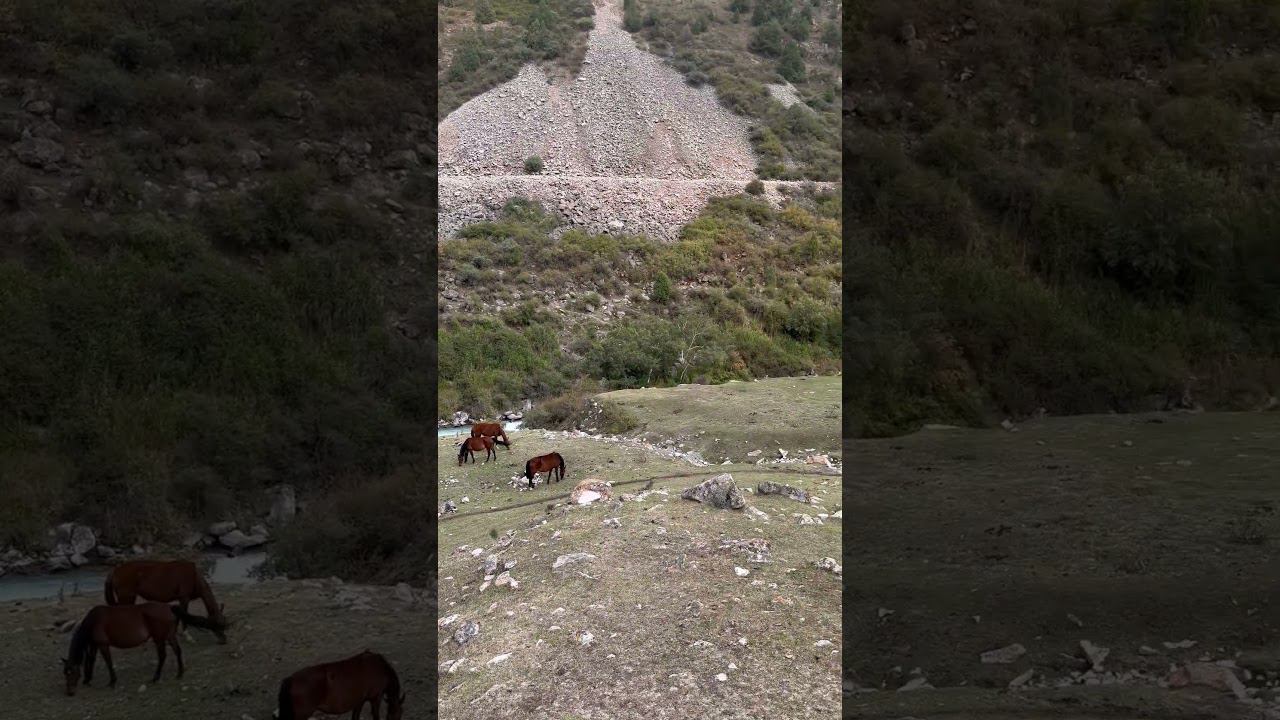 дикие лошадки в красивом месте /wild horses graze on the field #horses смотреть онлайн