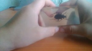 настоящие насекомые в стекле