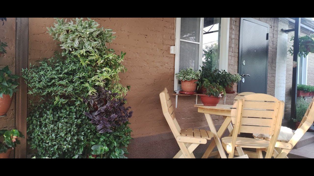 Как вырастить шикарные кусты традесканций и коллизий в саду. Как спасаю от ожогов и дождя растения. смотреть онлайн