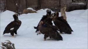Чёрные грифы в Московском зоопарке 莫斯科動物園 Moscow Zoo