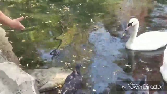 Экскурсия по ВОРОНЦОВСКОМУ ПАРКУ В АЛУПКЕ КРЫМ смотреть онлайн