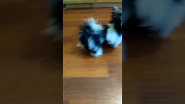 VID 20170825 184956 смотреть онлайн