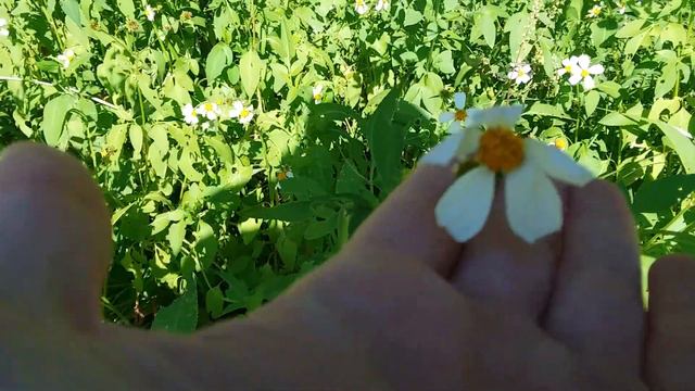 Eastern carpenter bee on white beggarticks oct 5 22 смотреть онлайн