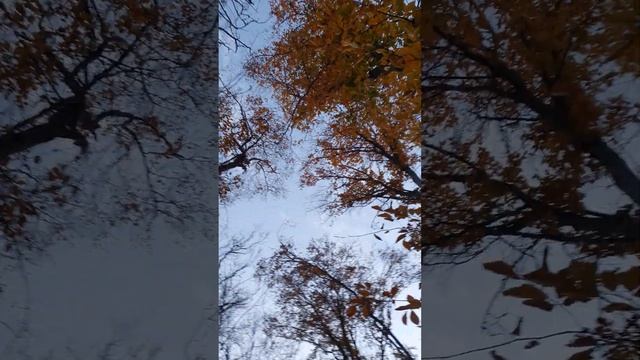 Осень в Кусарах. Листопад. смотреть онлайн