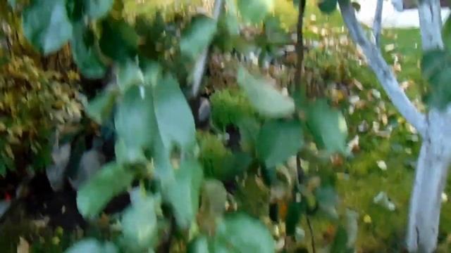 Сибиряки садоводы Л.Чернобаев и В.Железов возвращают выдающиеся сорта в семенах в Казахстан смотреть онлайн