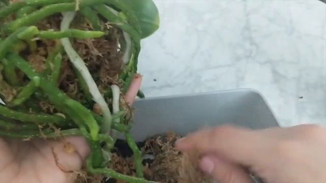 How to Get Amazing Orchid Roots Using Sphagnum Moss | Difficult Repot - Before & After 1.5 Years смотреть онлайн