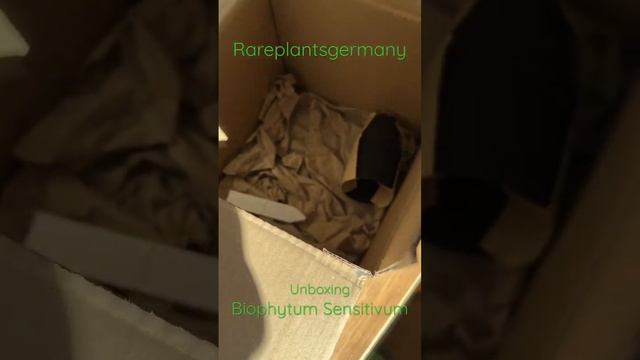 Unboxing Biophytum Sensitivum and Seeds from Rareplantsgermany from Berlin. Special Rainforestplant смотреть онлайн