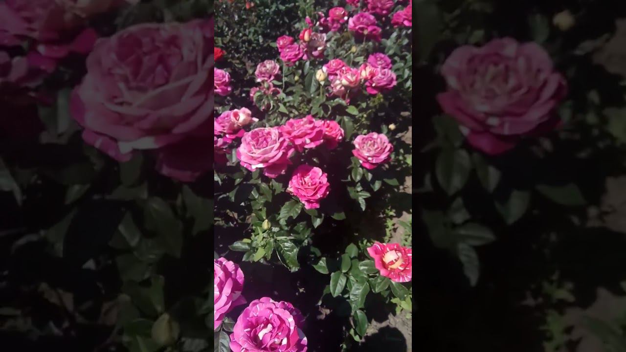 пурпурный тигр https://rose-bushes.ru/ смотреть онлайн