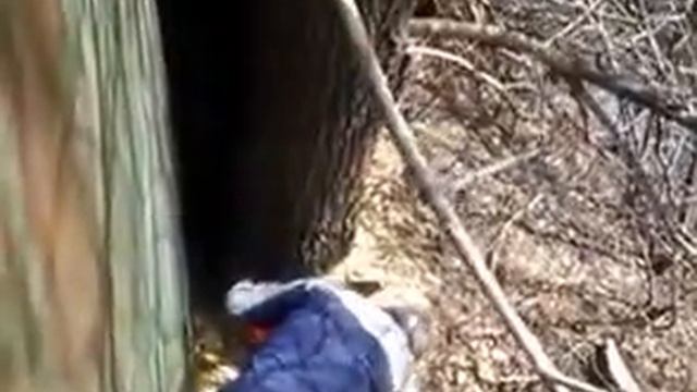 Как мы побеждали дерево 1 смотреть онлайн