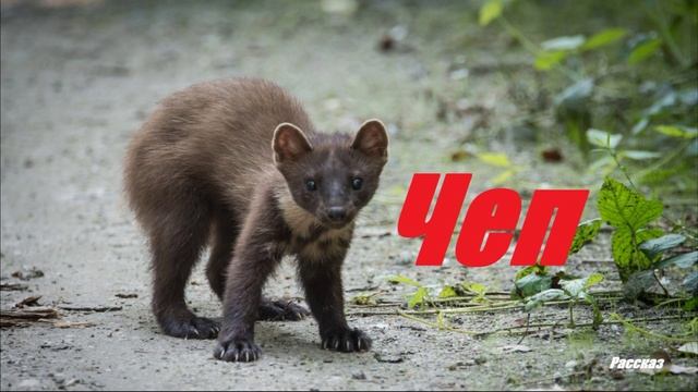 Чеп.. (рассказ)