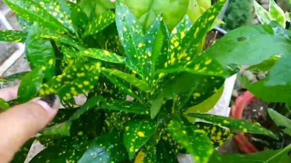 Beautiful view of boundary wall plants ||Stairs planters adding much beauty to garden