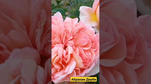 Роза Абрахам Дерби смотреть онлайн