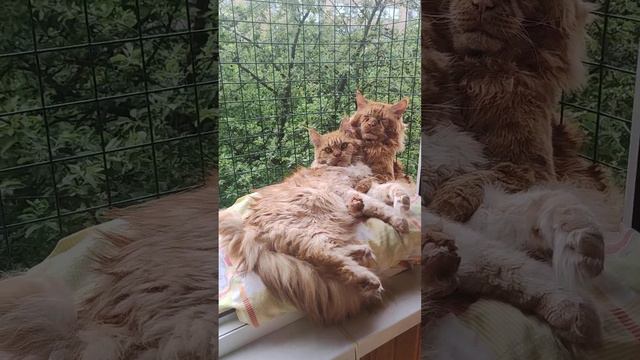 Кошки Мейн кун. Кот Джокер и его жена Тиффани. смотреть онлайн