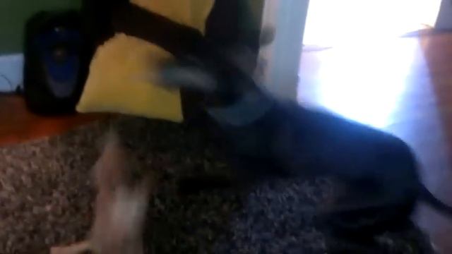 Rowan the Great Dane gets humped.... by a female Yorkie. sigh.... смотреть онлайн