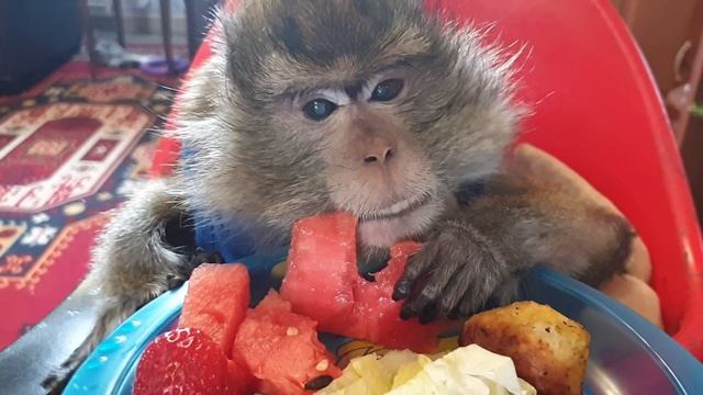 Домашние Макаки за обедом смотреть онлайн