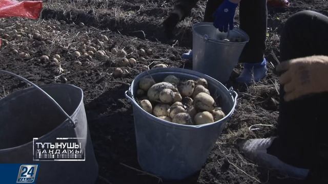 Тұтынушы таңдауы І Картоп смотреть онлайн