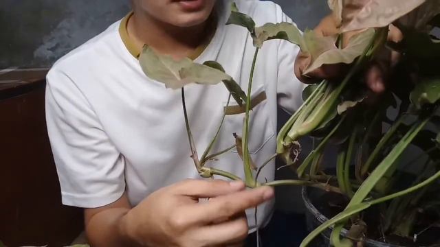 SYNGONIUM PINK 3RD PROPAGATING