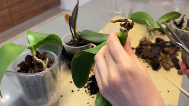 Пропали корни у орхидеи фаленопсис что делать?  Потерян тургор листьев и гнилые корни у орхидеи