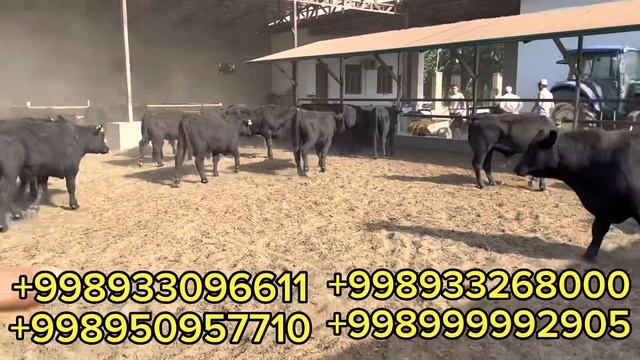 Tozza AMERKANSKIY ABERDEEN ANGUS BUQALAR KELDI 100 /bosh shoshling смотреть онлайн