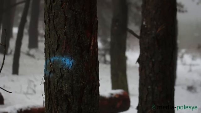 Зачем вырубают сосны? Лунинец смотреть онлайн