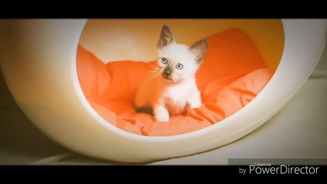 ?САМЫЕ ДОБРЫЕ КОТЫ НА ПЛАНЕТЕ? смотреть онлайн