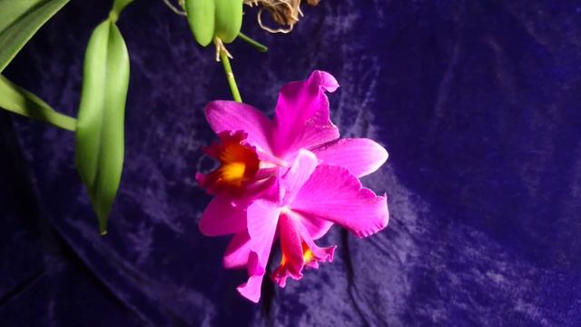 My cattleya in bloom смотреть онлайн