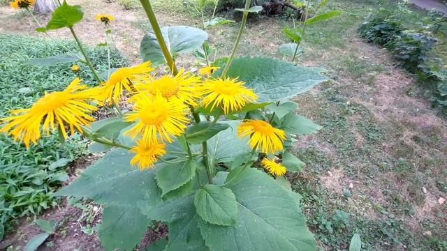 Девясил: высокий, британский / Inula: helenium, britannica смотреть онлайн